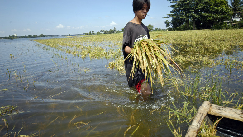 Climate change is affecting how industrial crops are produced