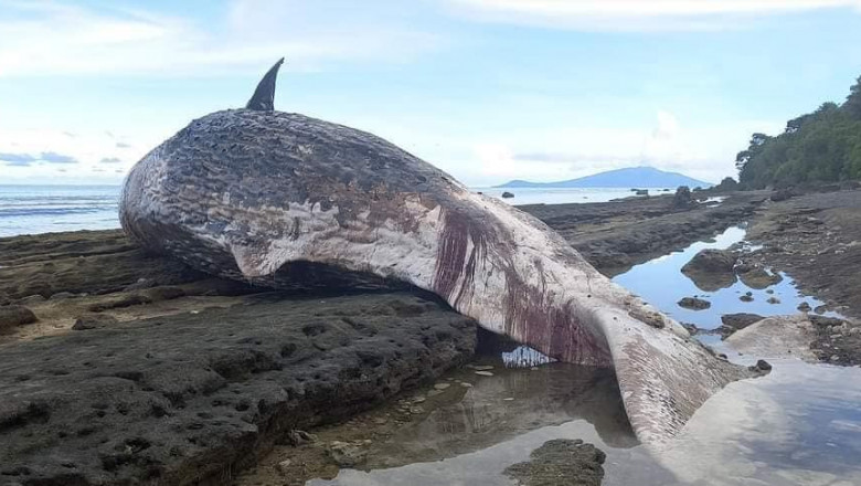Bone recovery : Southern PH town to preserve bone of sperm whale