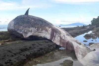 Bone recovery : Southern PH town to preserve bone of sperm whale