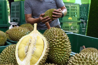 Despite high costs, durian vendors suffer with low sales